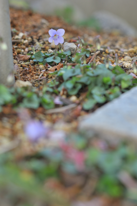 タチツボスミレの花です